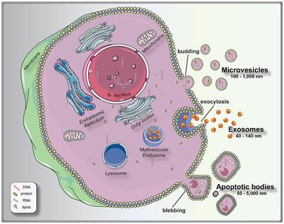 Exploiting Microfluidics for Extracellular Vesicle Isolation and Characterization: Potential Use for Standardized Embryo Quality Assessment